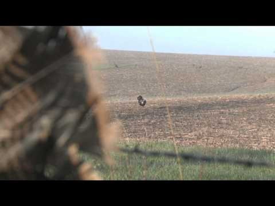 Mojo TV - When Gobblers Attack