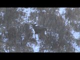 The Fever - 2014 Whitetail  3 Antlers Alberta Elk Part 1