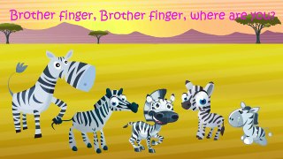 Zebra Finger Family / Nursery Rhymes