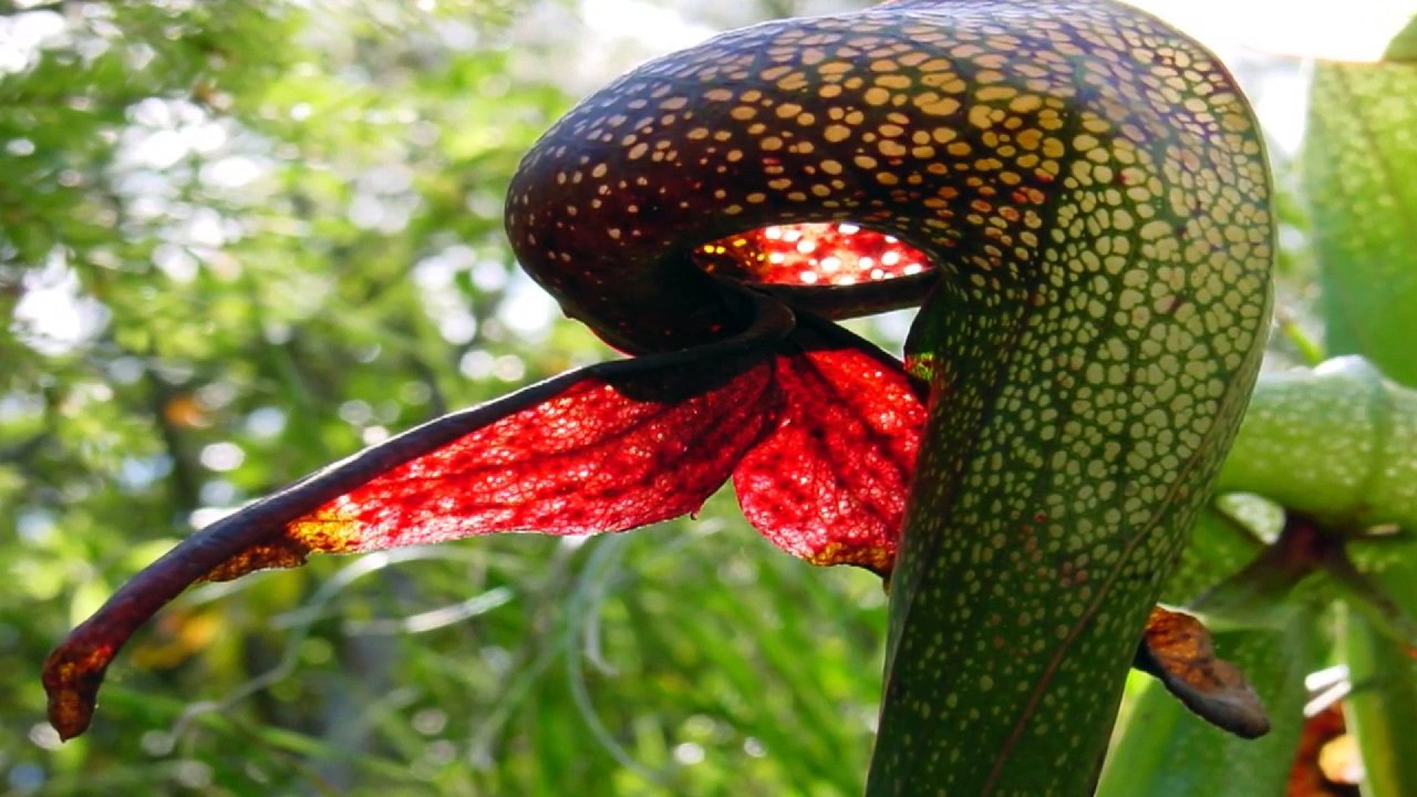 Et yiyen bitkiler-Etçil böcek yiyen bitkiler-Ezber bozan bitkiler