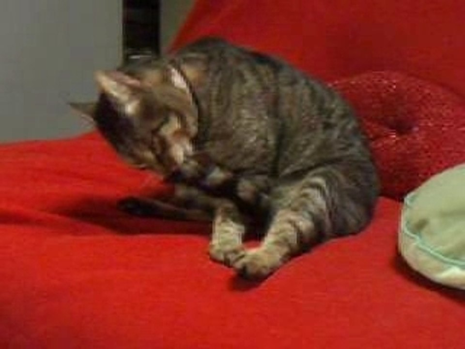 Zen le chat hardeur vol.1