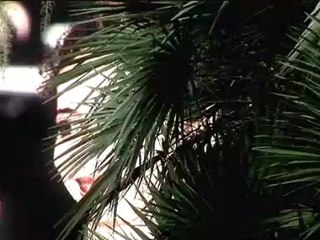 Clip Cannes. Barbara Carlotti