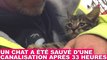 Un chat a été sauvé d'un canalisation après 33 heures ! Revivez le sauvetage dans la minute chat #125