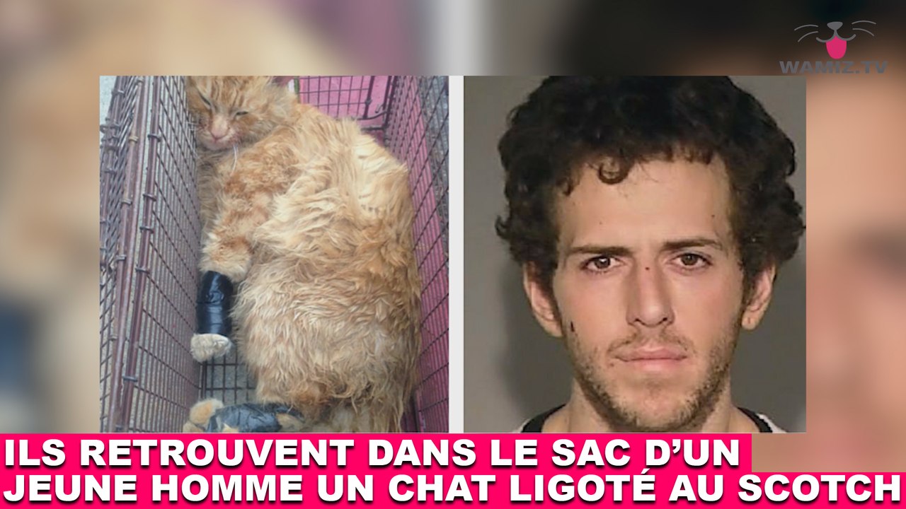 Ils retrouvent dans le sac d'un jeune homme un chat ligoté au scotch ! Plus d'infos dans la minute chat #126
