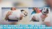 Le Pet Fitness Club : Un centre de fitness pour chiens en surpoids ! Découvrez-le dans la minute chien #125