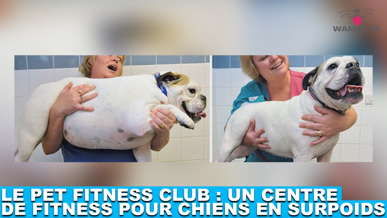 Le Pet Fitness Club : Un centre de fitness pour chiens en surpoids ! Découvrez-le dans la minute chien #125