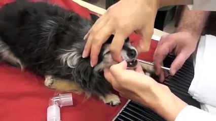 How to Clean the Dog Teeth |Dog How2 Vids|