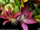 Beautiful Pink Lilies Blooming Time-lapse 百合の開花のタイムラプス