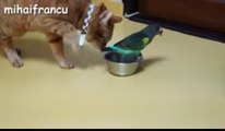 Parrots Annoying Cats - funny parrots-