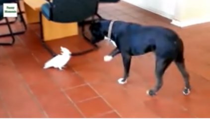 Funny Parrots Annoying Dogs -