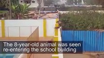 Stray leopard sneaks into Bengaluru school