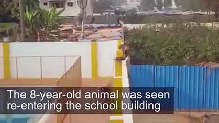 Stray leopard sneaks into Bengaluru school