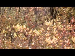 Jim Shockeys Hunting Adventures - The Impossible Bull in the Impossible Place