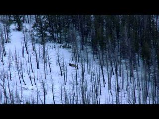 Long Range Pursuit - The 8 Year Wait