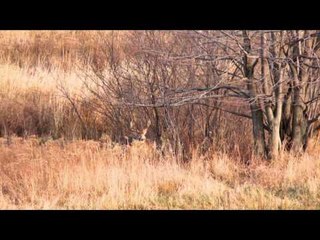 The Canadian Tradition - November Success