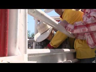 Hell On Hooves - Wild  Crazy