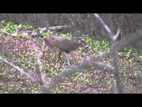 Nock On - Bro Staffers