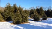 Do You Need Evergreen Trees or Shrubs