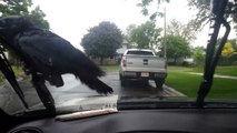 Crow riding windshield wipers