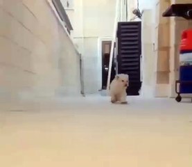 So cute! Tag someone - funny animals videos 2016