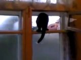 Cat Busted Barking Like a Dog