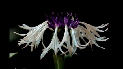 Centaurea Montana Purple Heart flower blooming timelapse