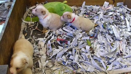 Mafalda's Cachorros Jenny & Indi 07-02-16