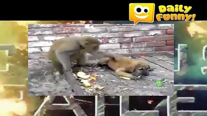 2016- Whatsapp Latest Funny Video -- Monkey Play With  Dog..Try Not To Laugh (FULL HD)
