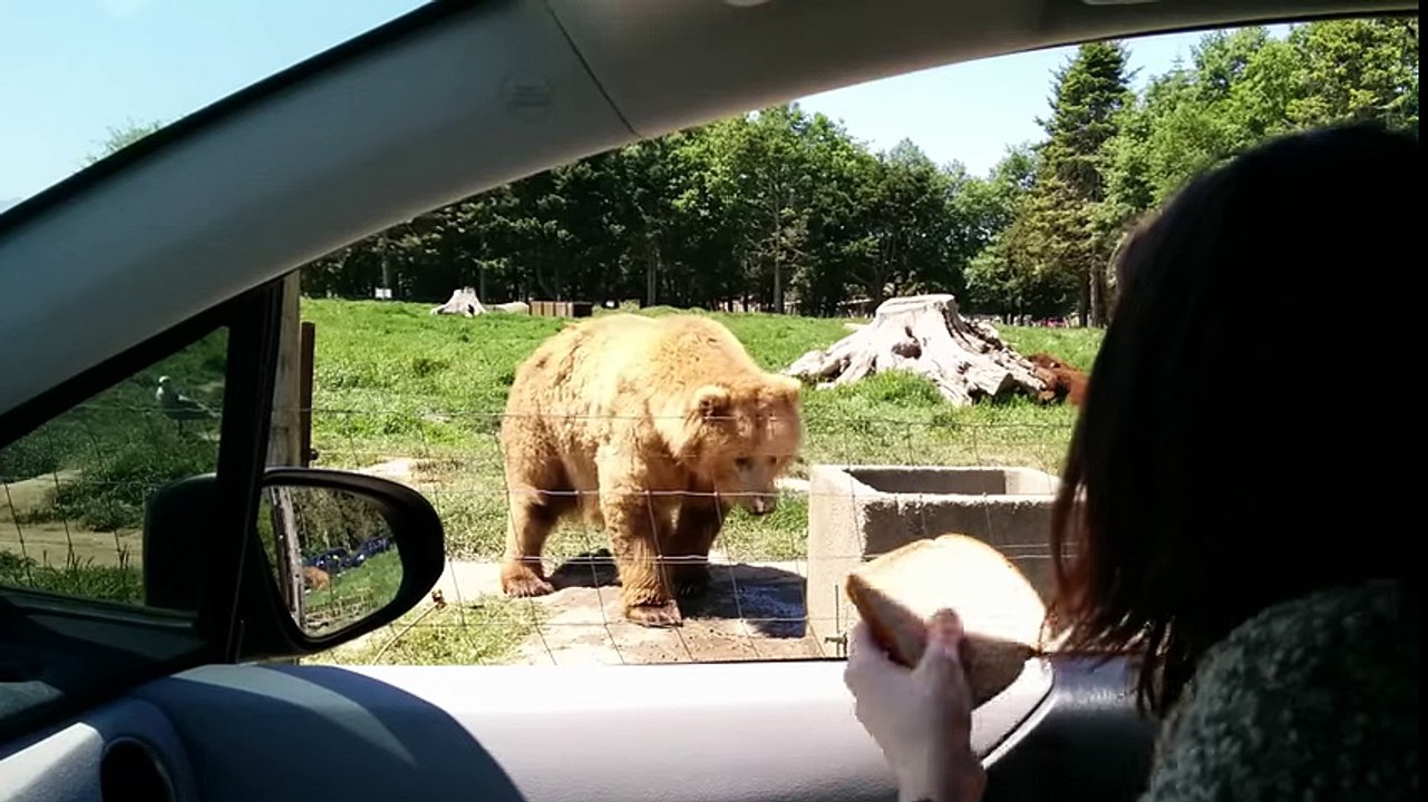 Waving Bear Makes An Amazing Catch