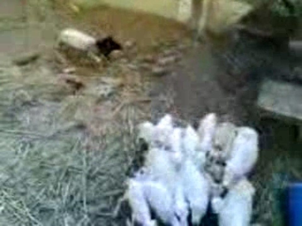 Scary Sheep