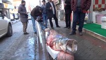 Kırıkkale Kızılırmak'ta 2,5 Metrelik 110 Kilo Yayın Balığı Yakalandı