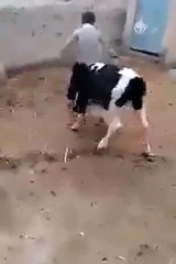 Extremely Funny Kid Teasing Baby Cow Must Watch (FULL HD)