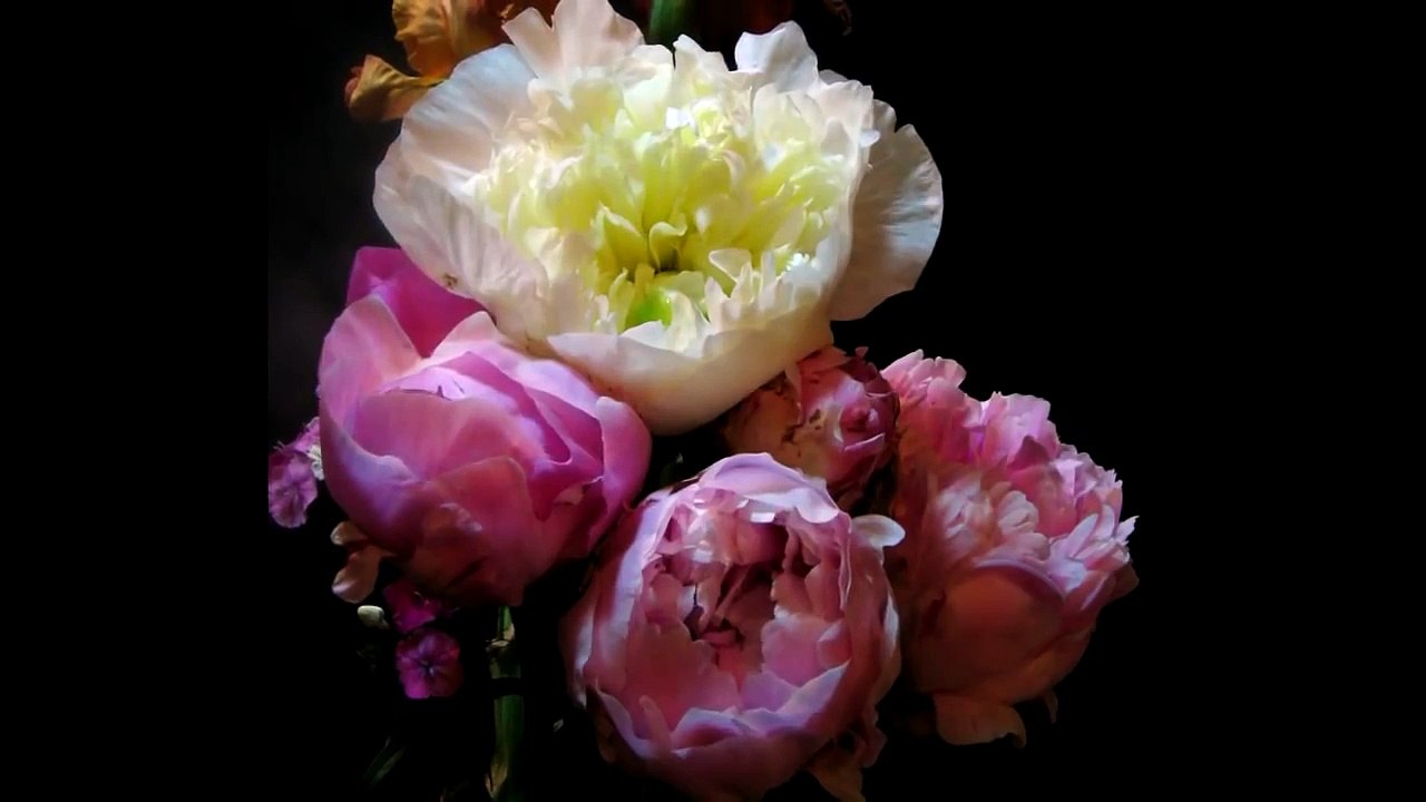 Peonies Blooming Time lapse 2013
