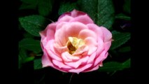 Pink and Red Roses Blooming Time-lapse