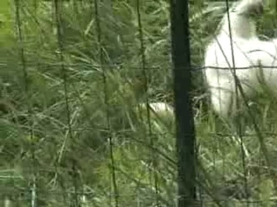 Les petits poussins (version longue)