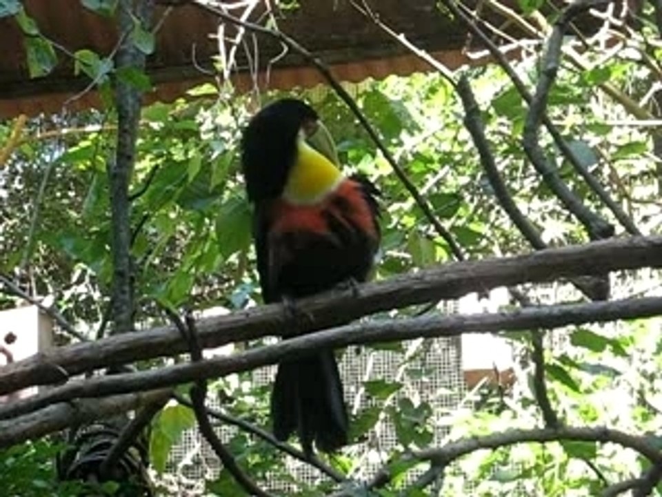 Toucan_iguacu_1