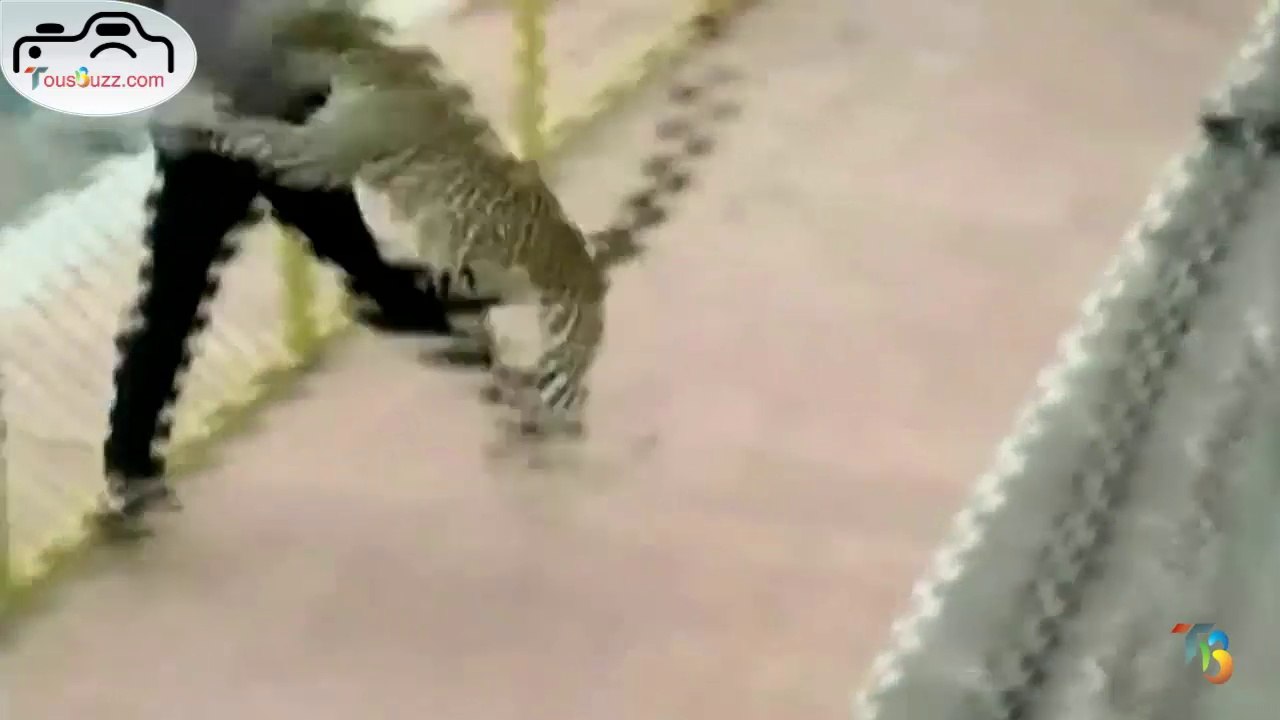 Un léopard incontrôlable fait un carnage dans une école