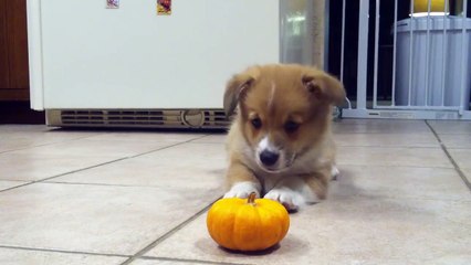 Corgi Puppy Can t Deal With Mini Pumpkin