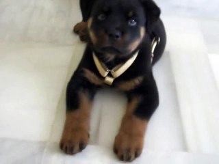 Rottweiler puppy with hiccups