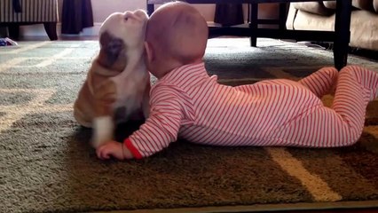Bulldog puppy kissing the baby