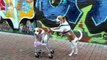 Dog Takes Puppy on Journey in Shopping Cart  Cute Dog Maymo and Puppy Penny