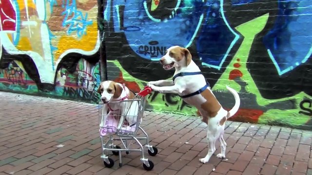 Dog Takes Puppy on Journey in Shopping Cart Cute Dog Maymo and Puppy Penny