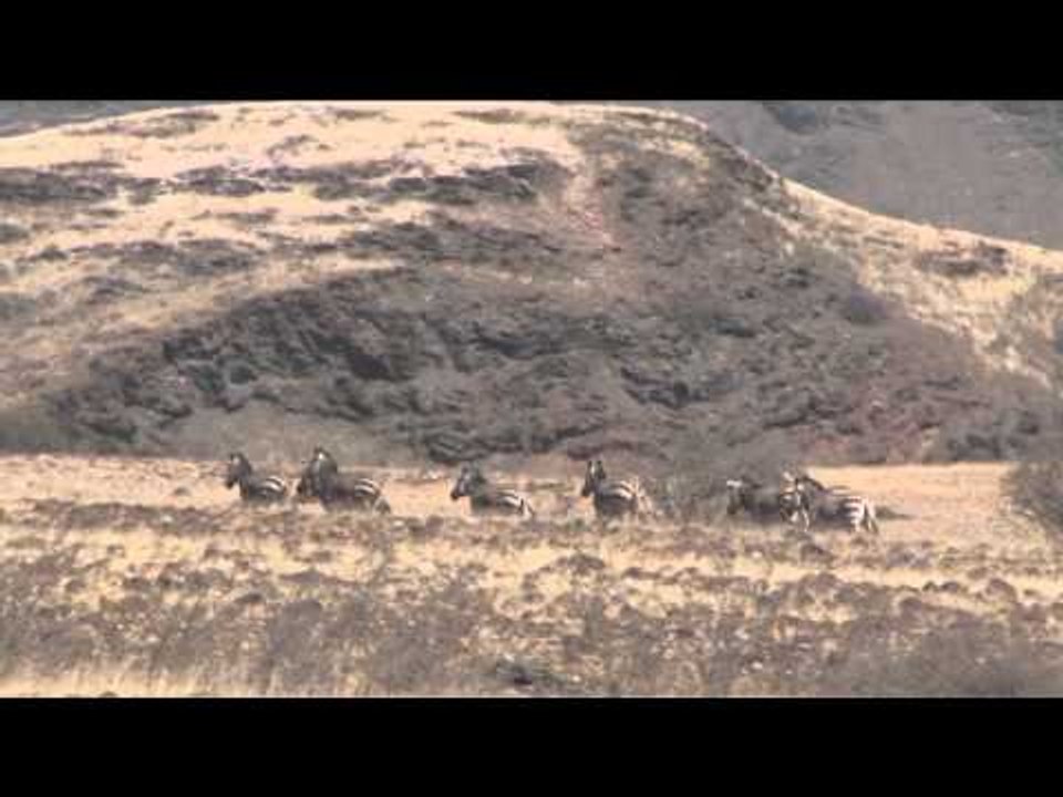 Outdoor Quest TV - Zebra and Ostrich in Namibia