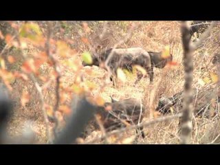 Dallas Safari Clubs Tracks Across Africa - Zambezi Valley Heavyweights