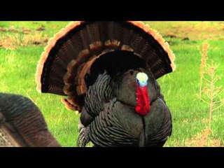 Winchesters Deadly Passion - Turkey Action Times Three