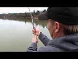 BC Outdoors Sport Fishing - Sturgeon in December