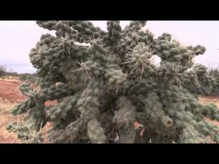 Dead Dog Walkin - Family Time In Mexico Pt 1