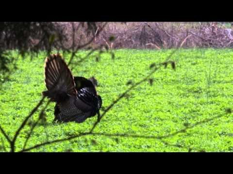 The Gamekeepers of Mossy Oak - Creating Barriers