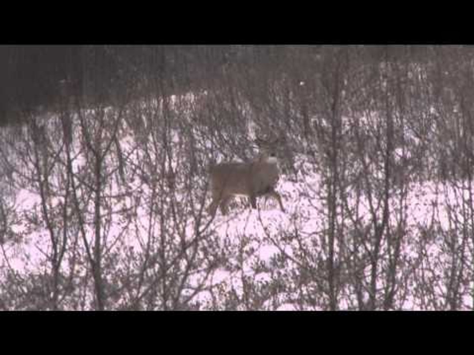 The Fever - Alberta Whitetail and Mule Deer Hunt
