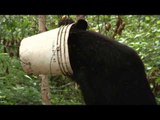 Canada in the Rough  - Ontario Wilderness Black Bears